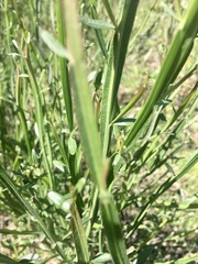 Baccharis phyteumoides