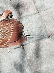 Nycticorax caledonicus