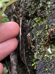 Epipedobates machalilla