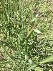 Baccharis phyteumoides