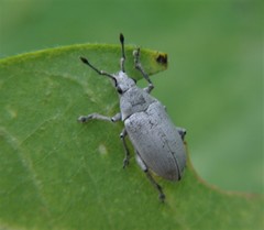 Megalostylus