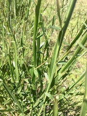 Baccharis phyteumoides