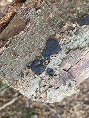 Biscogniauxia nummularia
