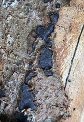 Biscogniauxia nummularia