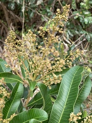 Protorhus longifolia