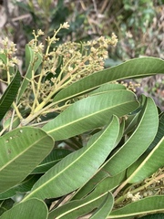 Protorhus longifolia