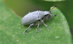 Megalostylus