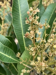 Protorhus longifolia