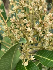 Protorhus longifolia