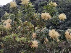 Rhus chinensis