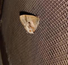 Rubroserrata ecbatana