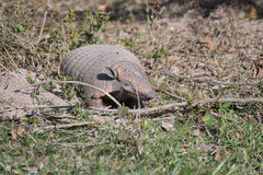 Euphractus sexcinctus