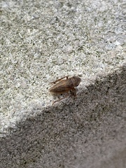 Aphrodinae