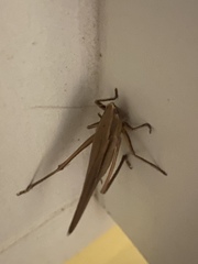 Neoconocephalus triops