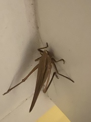 Neoconocephalus triops