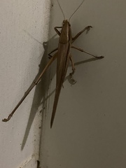 Neoconocephalus triops