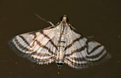 Ravanoa xiphialis