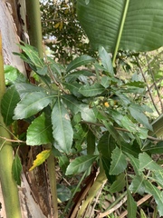 Allophylus natalensis