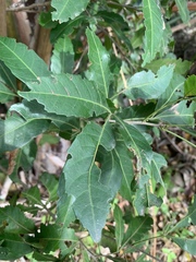 Allophylus natalensis