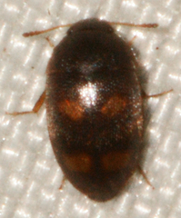 Litargus tetraspilotus