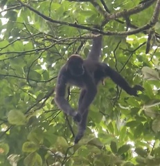 Ateles fusciceps fusciceps