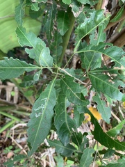 Allophylus natalensis