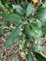 Allophylus natalensis