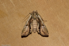 Meterana decorata