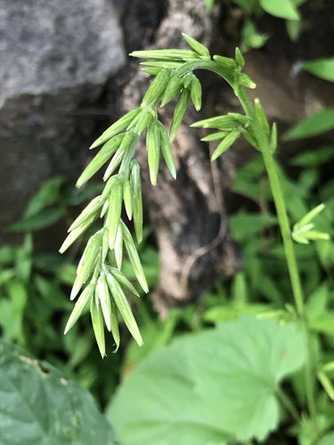 Carminatia tenuiflora DC.