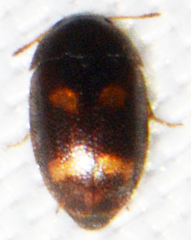 Litargus tetraspilotus