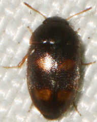 Litargus tetraspilotus