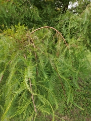 Taxodium distichum