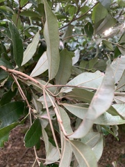 Englerophytum natalense