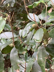 Englerophytum natalense
