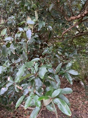 Englerophytum natalense