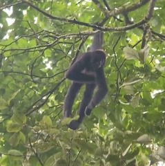 Ateles fusciceps fusciceps