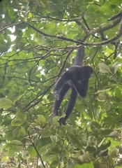 Ateles fusciceps fusciceps