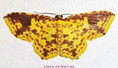 Eois heliadaria
