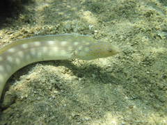 Myrichthys breviceps