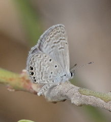 Hemiargus ramon