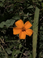 Cosmos sulphureus