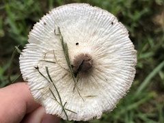 Leucocoprinus cepistipes