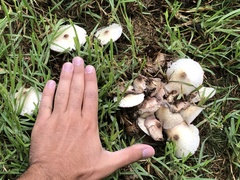 Leucocoprinus cepistipes