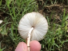 Leucocoprinus cepistipes