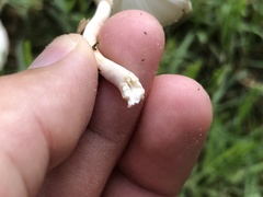 Leucocoprinus cepistipes