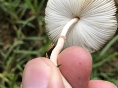 Leucocoprinus cepistipes