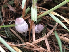 Leucocoprinus cepistipes