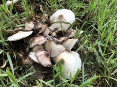 Leucocoprinus cepistipes