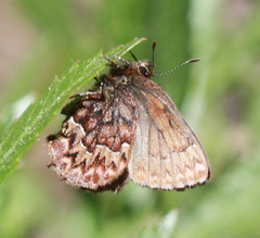 Callophrys eryphon