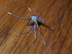 Toxorhynchites theobaldi